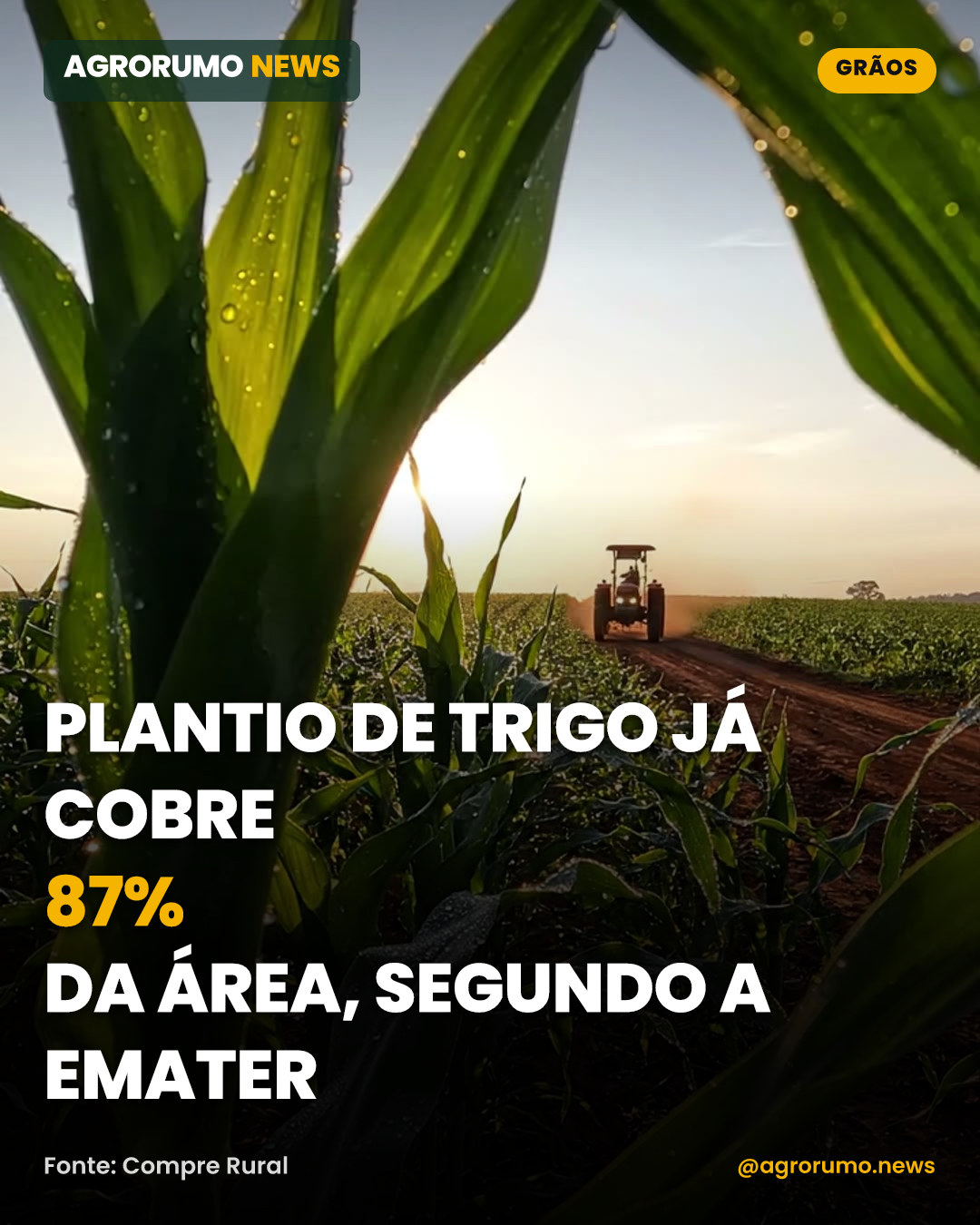 Plantio de trigo já cobre 87% da área, segundo a Emater