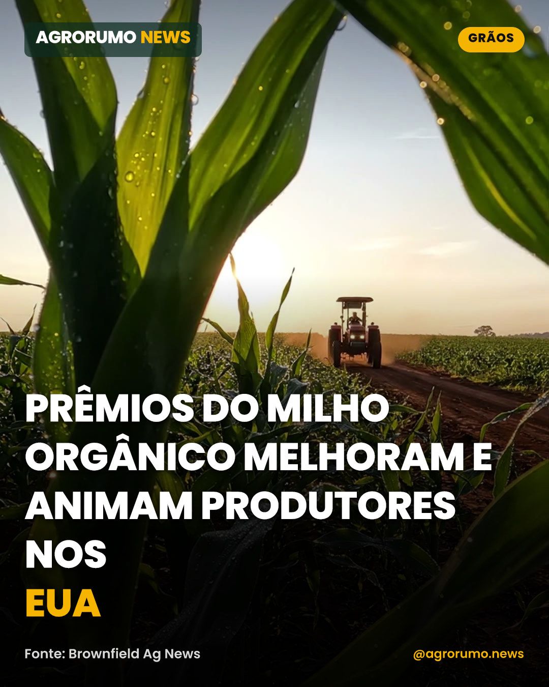 Prêmios do milho orgânico melhoram e animam produtores nos EUA
