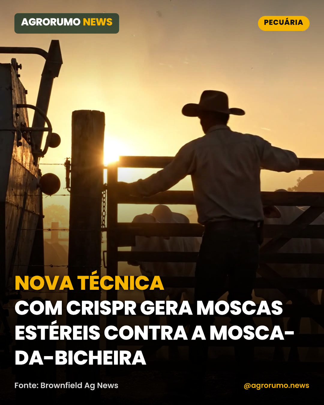 Nova técnica com CRISPR gera moscas estéreis contra a mosca-da-bicheira