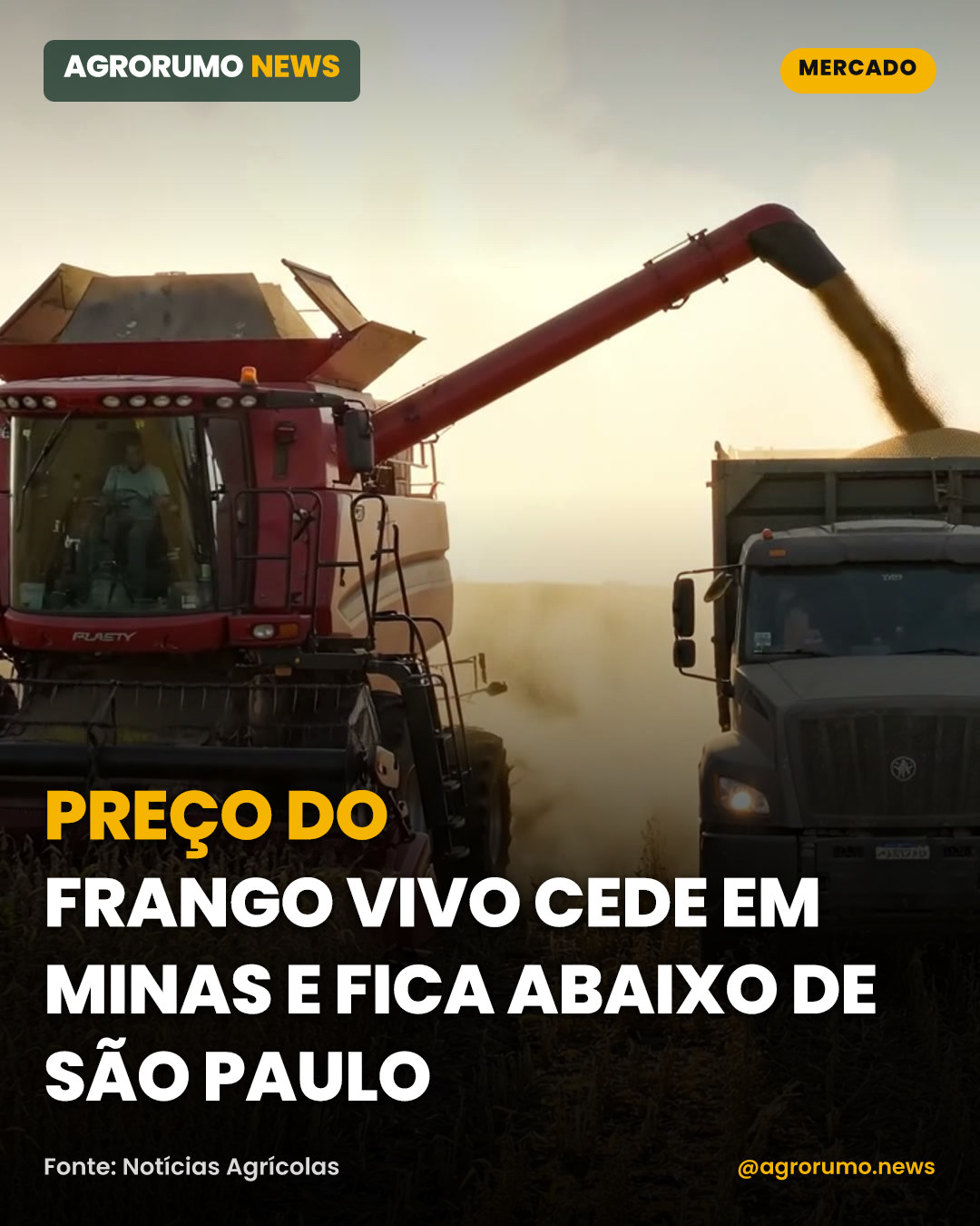 Preço do frango vivo cede em Minas e fica abaixo de São Paulo
