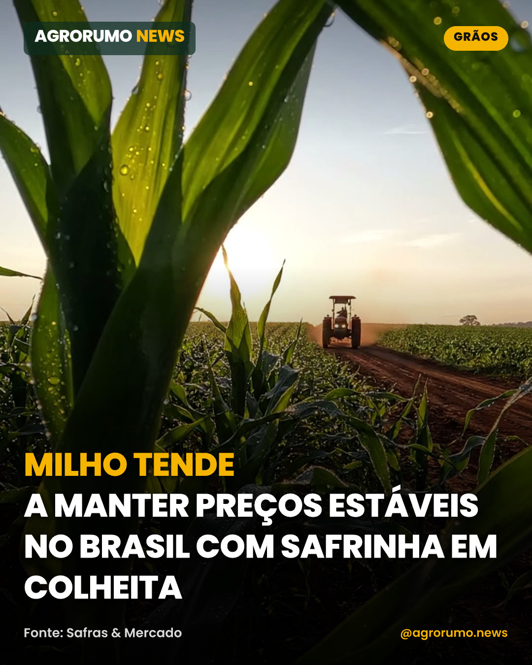Milho tende a manter preços estáveis no Brasil com safrinha em colheita