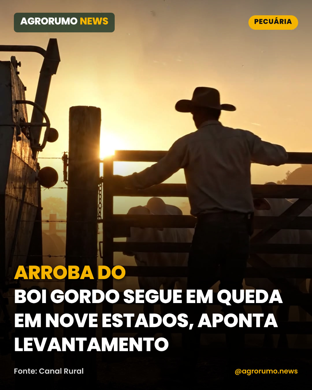 Arroba do boi gordo segue em queda em nove estados, aponta levantamento