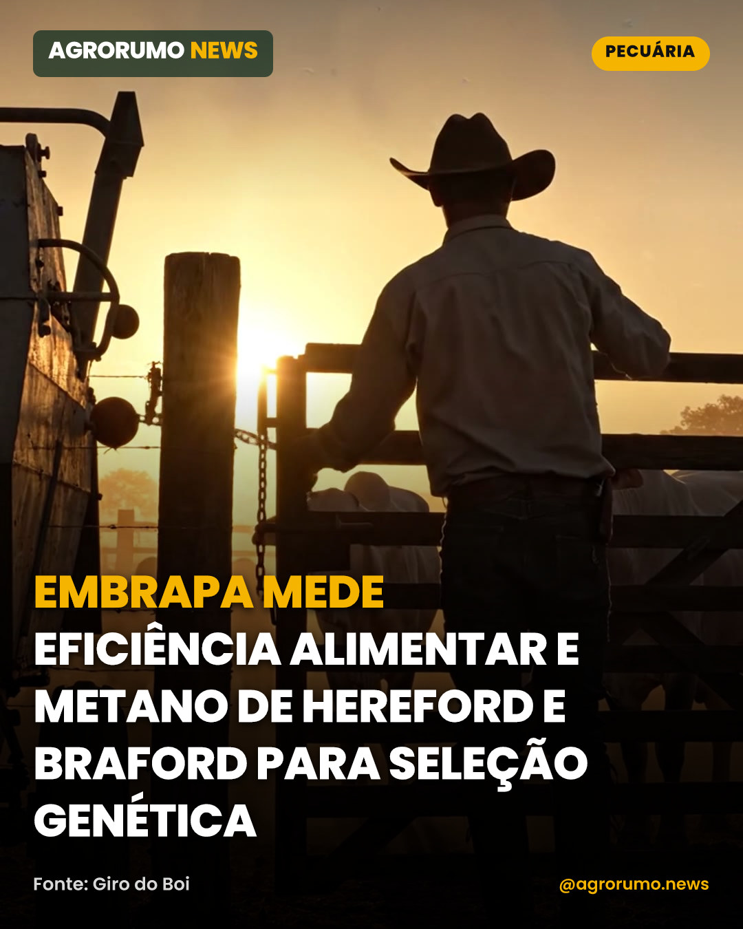 Embrapa mede eficiência alimentar e metano de Hereford e Braford para seleção genética