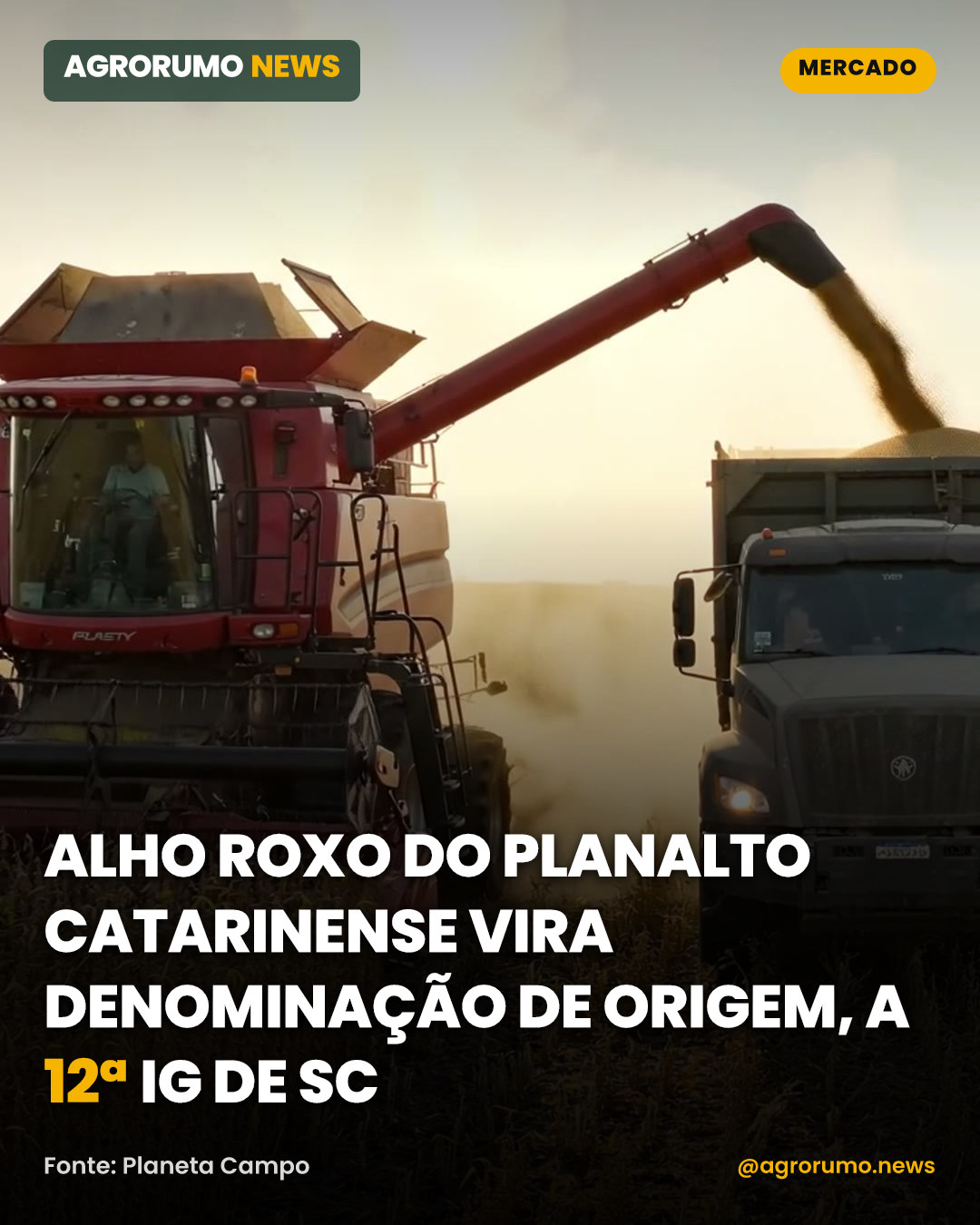 Alho roxo do Planalto Catarinense vira Denominação de Origem, a 12ª IG de SC