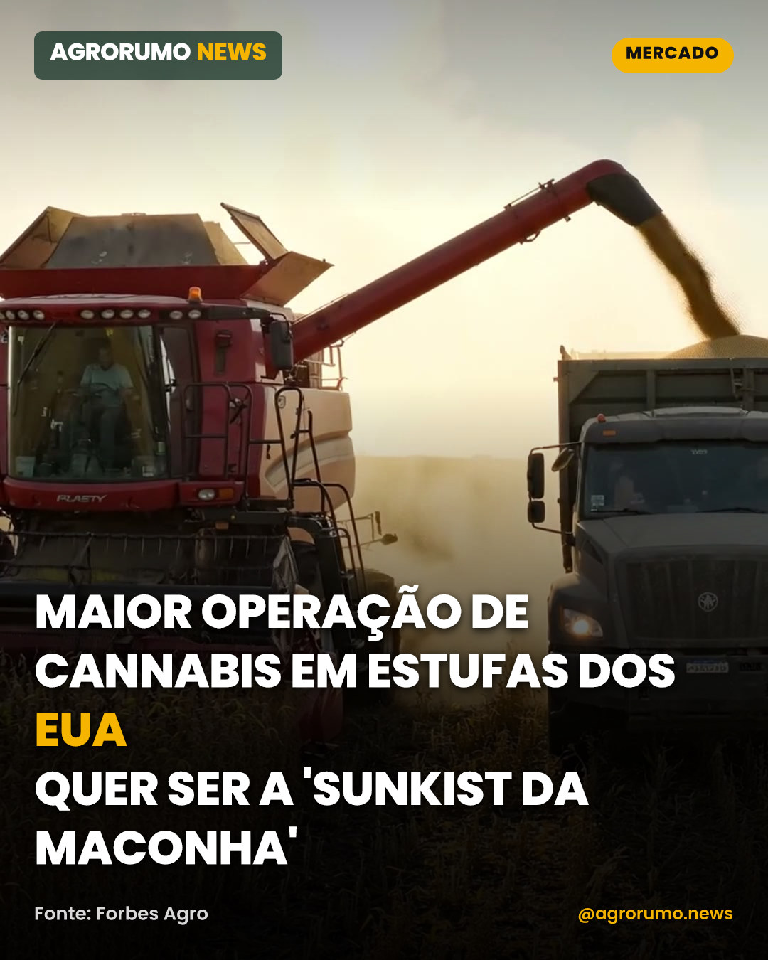Maior operação de cannabis em estufas dos EUA quer ser a 'Sunkist da maconha'