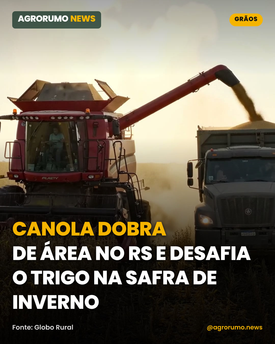 Canola dobra de área no RS e desafia o trigo na safra de inverno