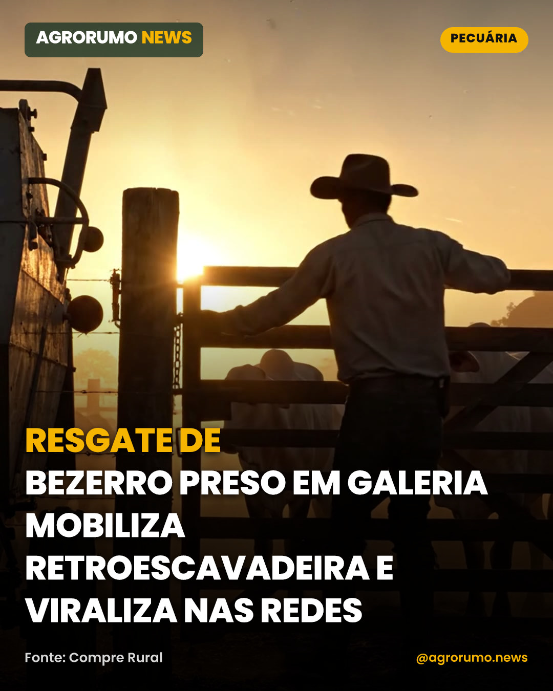 Resgate de bezerro preso em galeria mobiliza retroescavadeira e viraliza nas redes