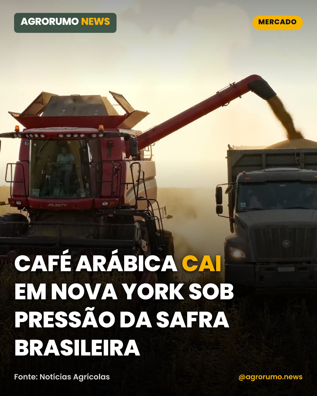 Café arábica cai em Nova York sob pressão da safra brasileira