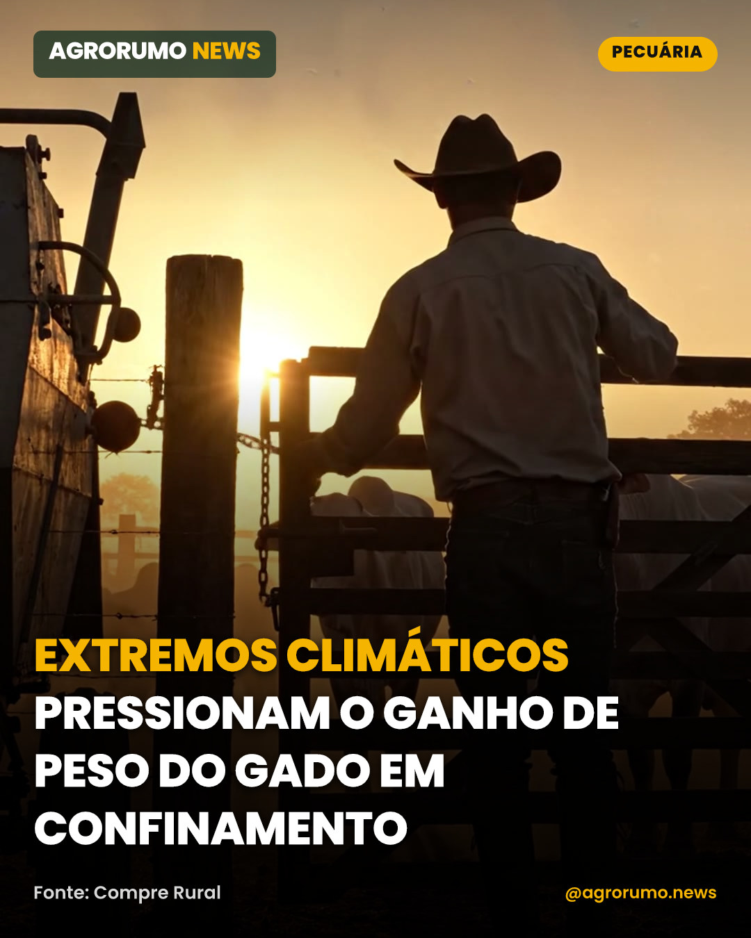 Extremos climáticos pressionam o ganho de peso do gado em confinamento