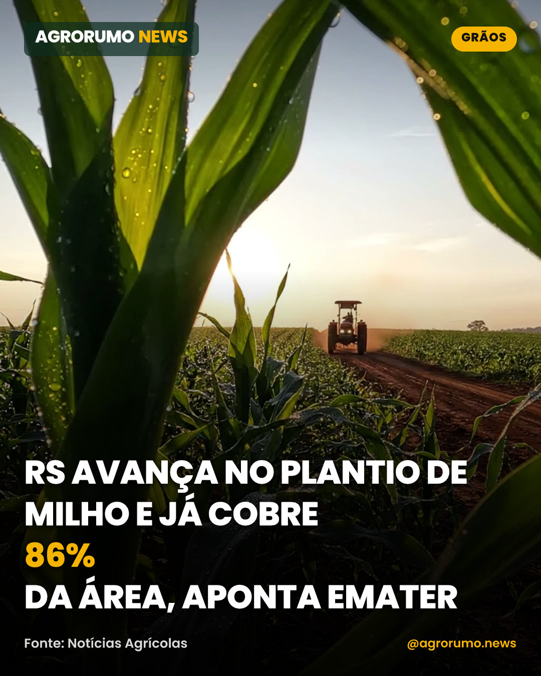 RS avança no plantio de milho e já cobre 86% da área, aponta Emater