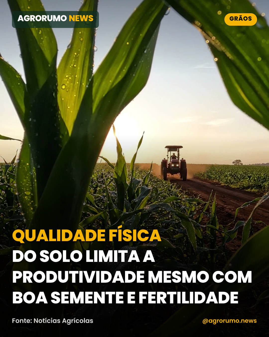 Qualidade física do solo limita a produtividade mesmo com boa semente e fertilidade