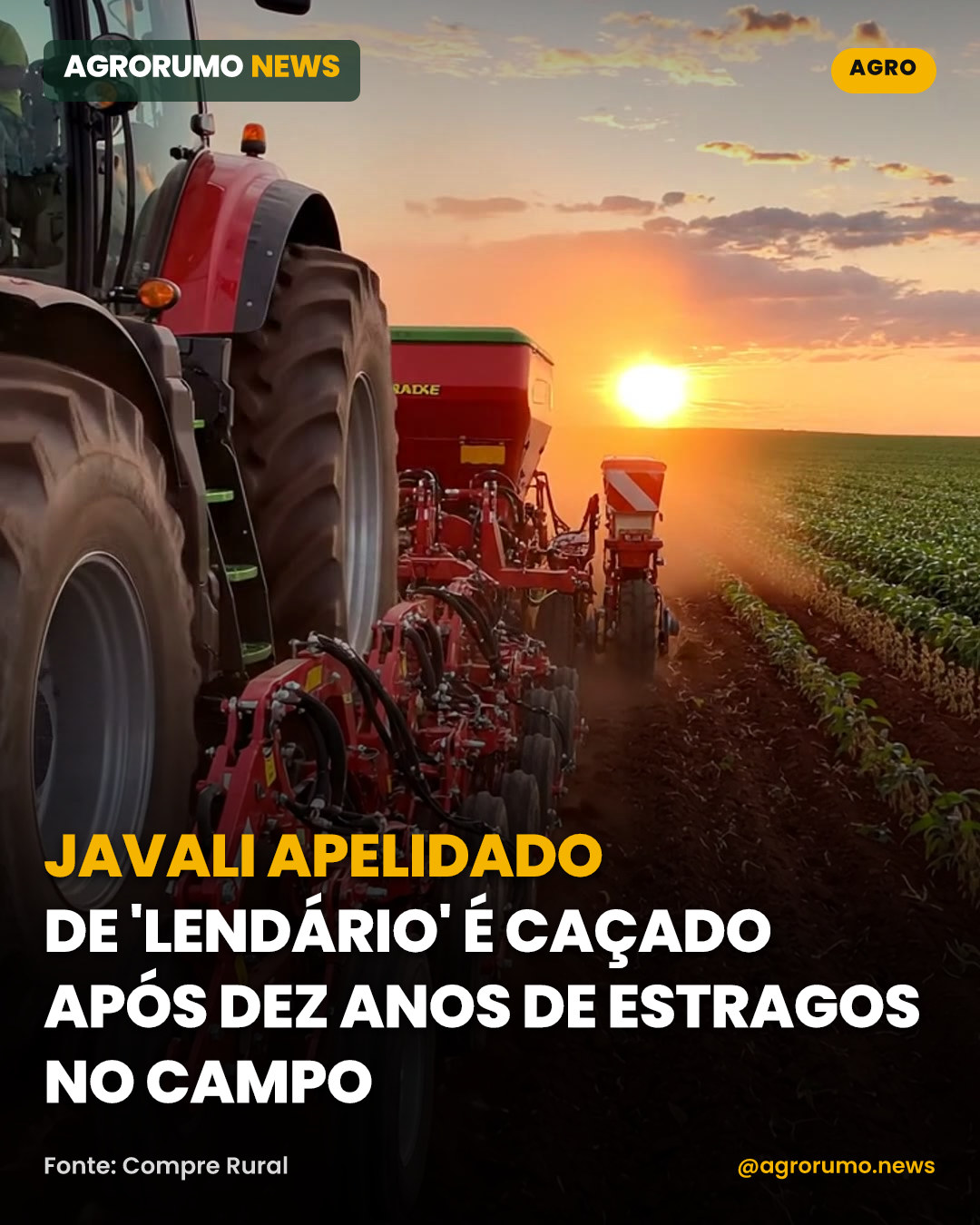 Javali apelidado de 'Lendário' é caçado após dez anos de estragos no campo