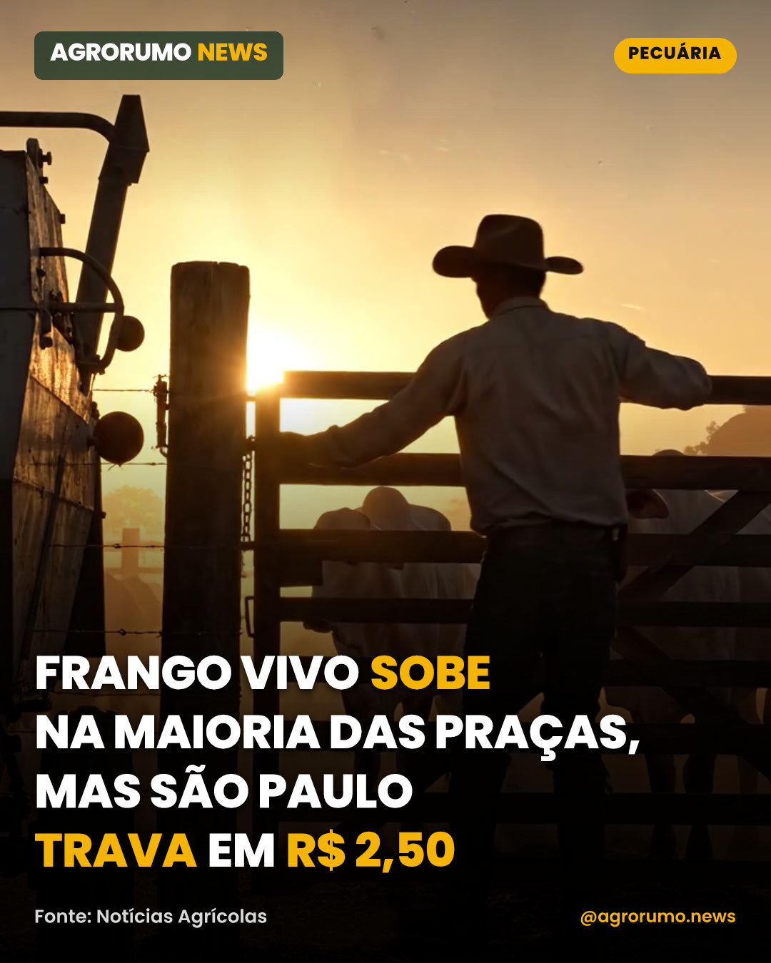 Frango vivo sobe na maioria das praças, mas São Paulo trava em R$ 2,50