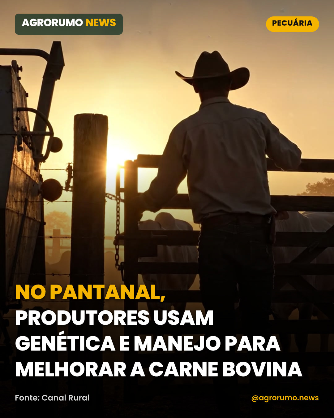 No Pantanal, produtores usam genética e manejo para melhorar a carne bovina