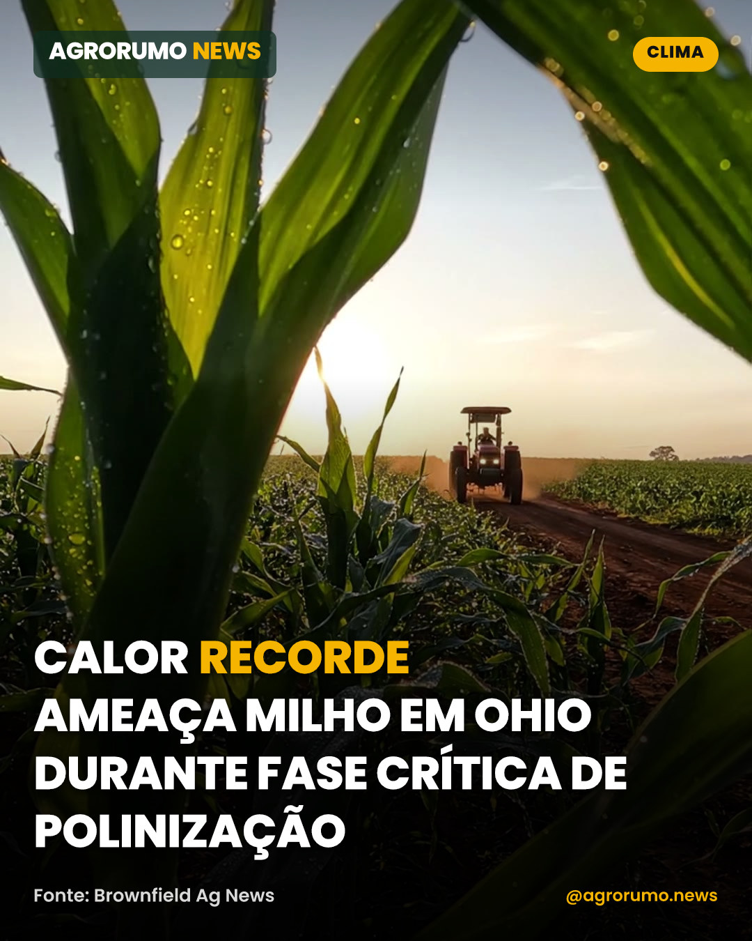 Calor recorde ameaça milho em Ohio durante fase crítica de polinização