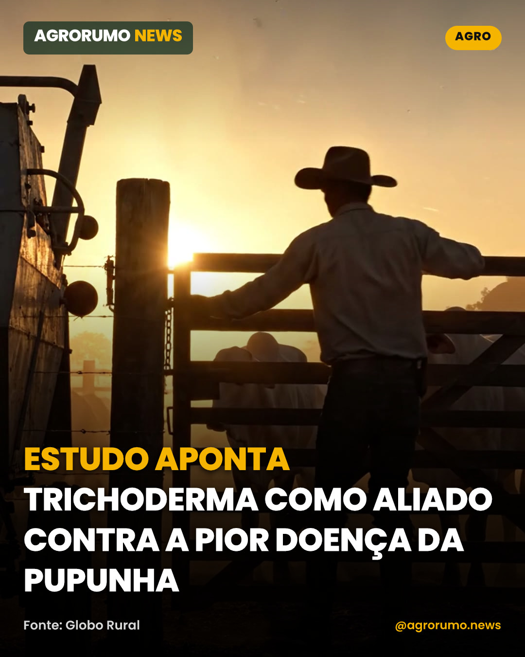 Estudo aponta Trichoderma como aliado contra a pior doença da pupunha