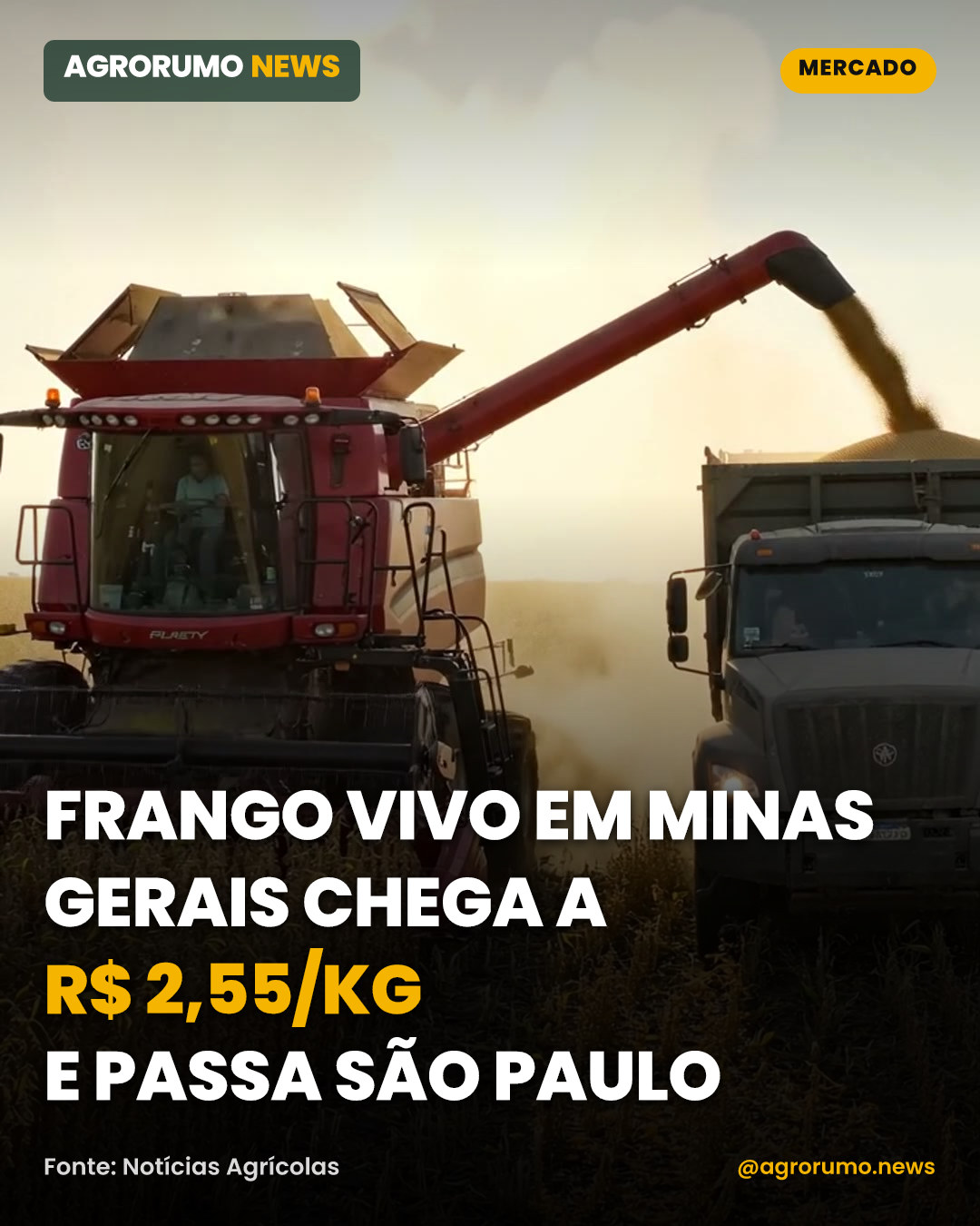 Frango vivo em Minas Gerais chega a R$ 2,55/kg e passa São Paulo
