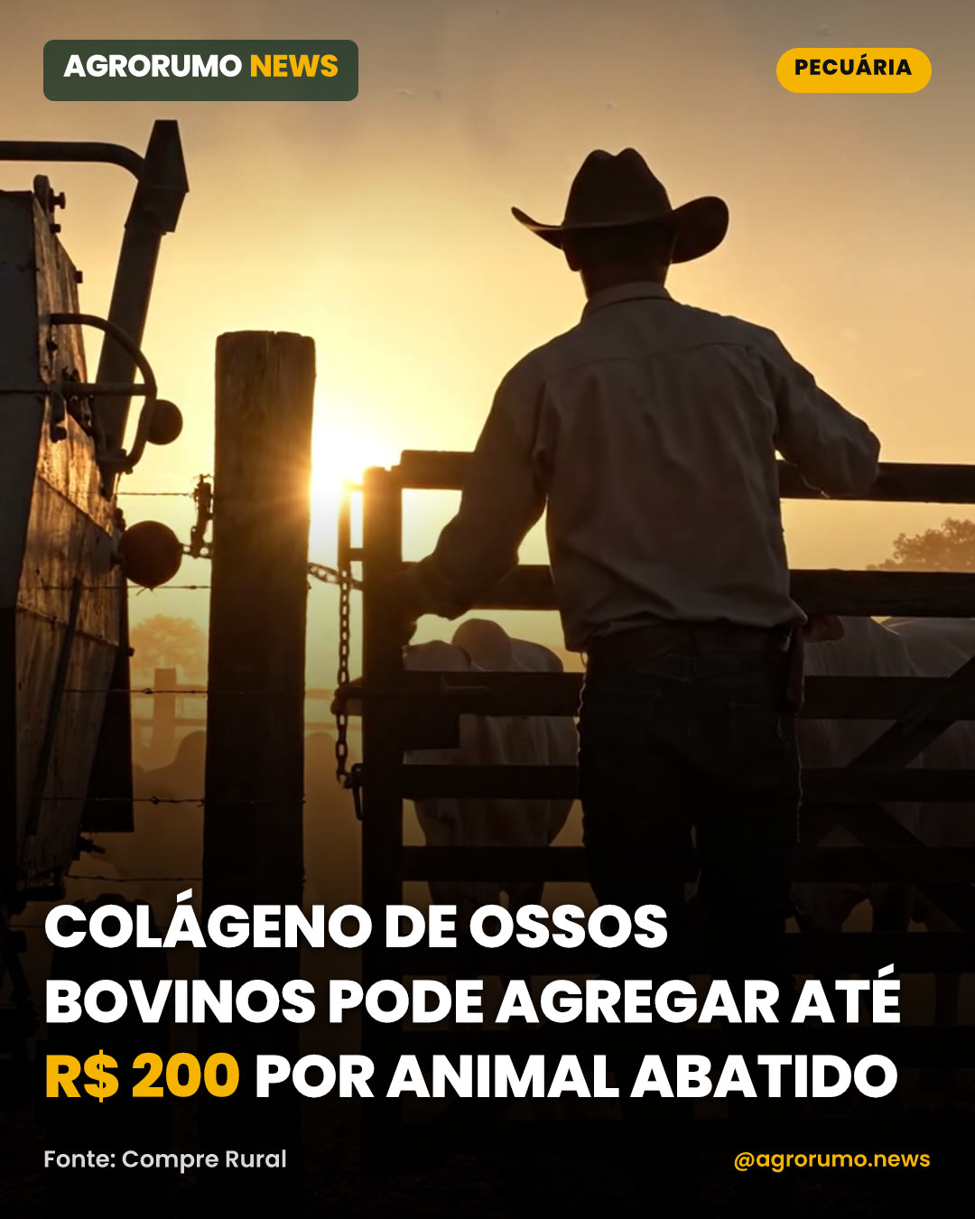 Colágeno de ossos bovinos pode agregar até R$ 200 por animal abatido