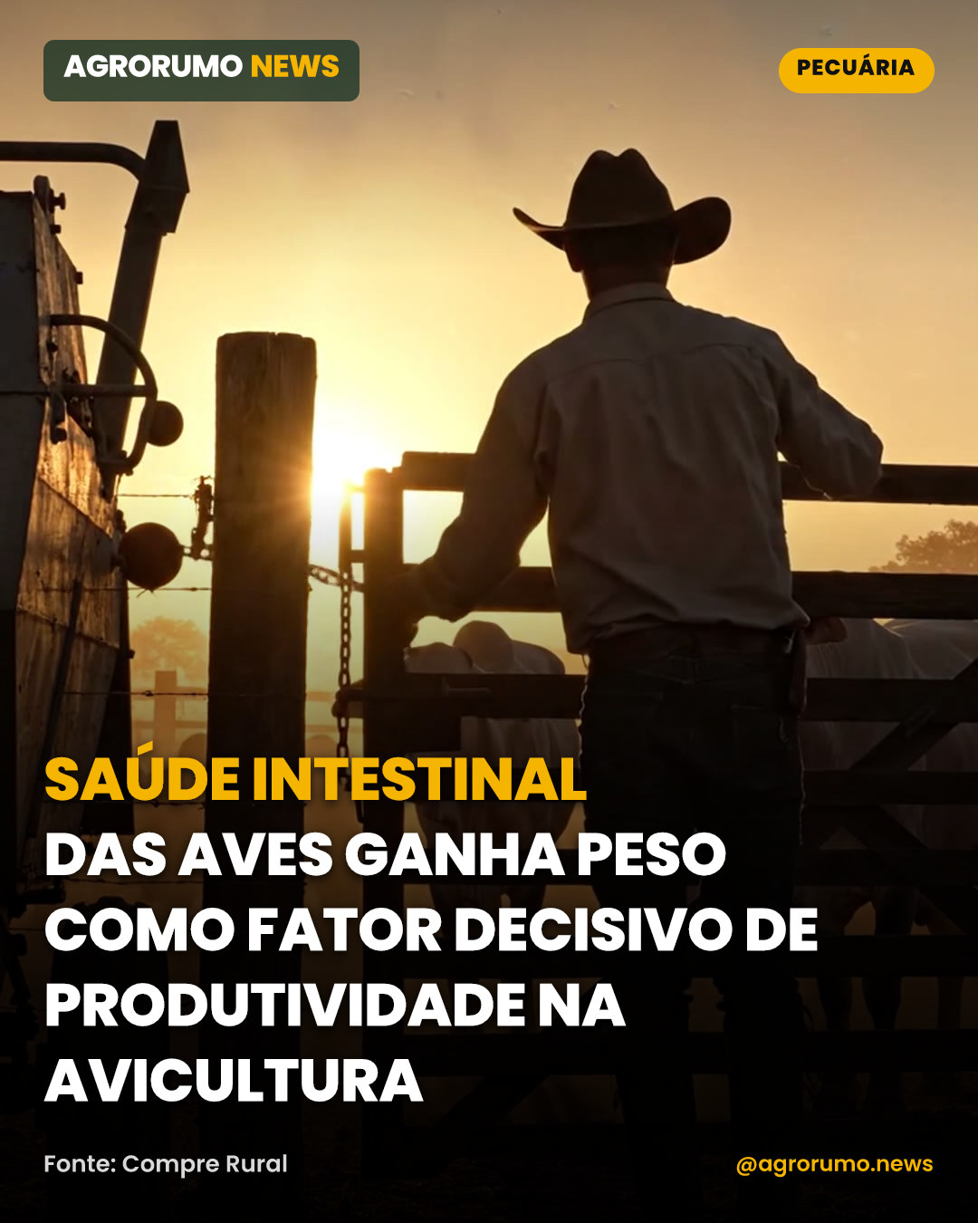 Saúde intestinal das aves ganha peso como fator decisivo de produtividade na avicultura