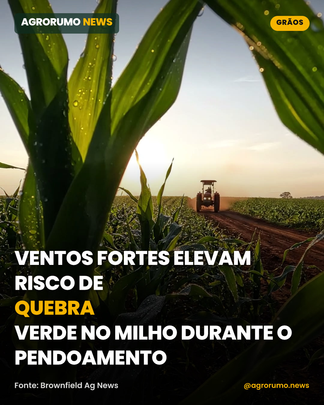Ventos fortes elevam risco de quebra verde no milho durante o pendoamento