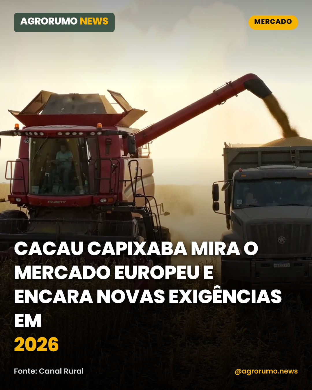 Cacau capixaba mira o mercado europeu e encara novas exigências em 2026