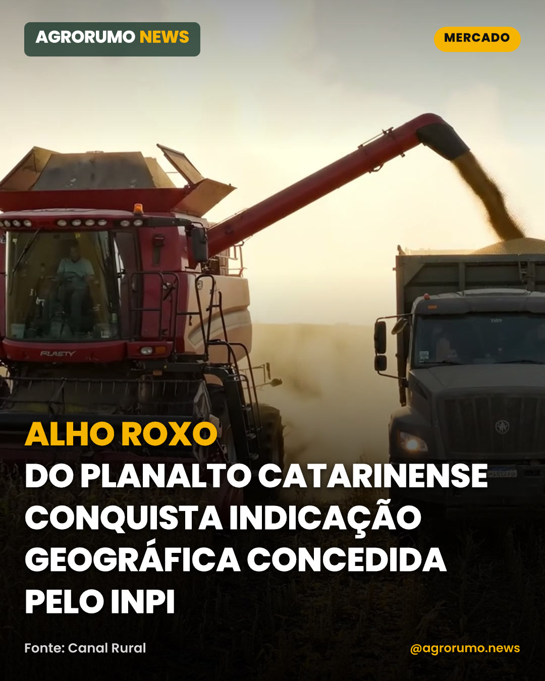 Alho roxo do Planalto Catarinense conquista Indicação Geográfica concedida pelo INPI