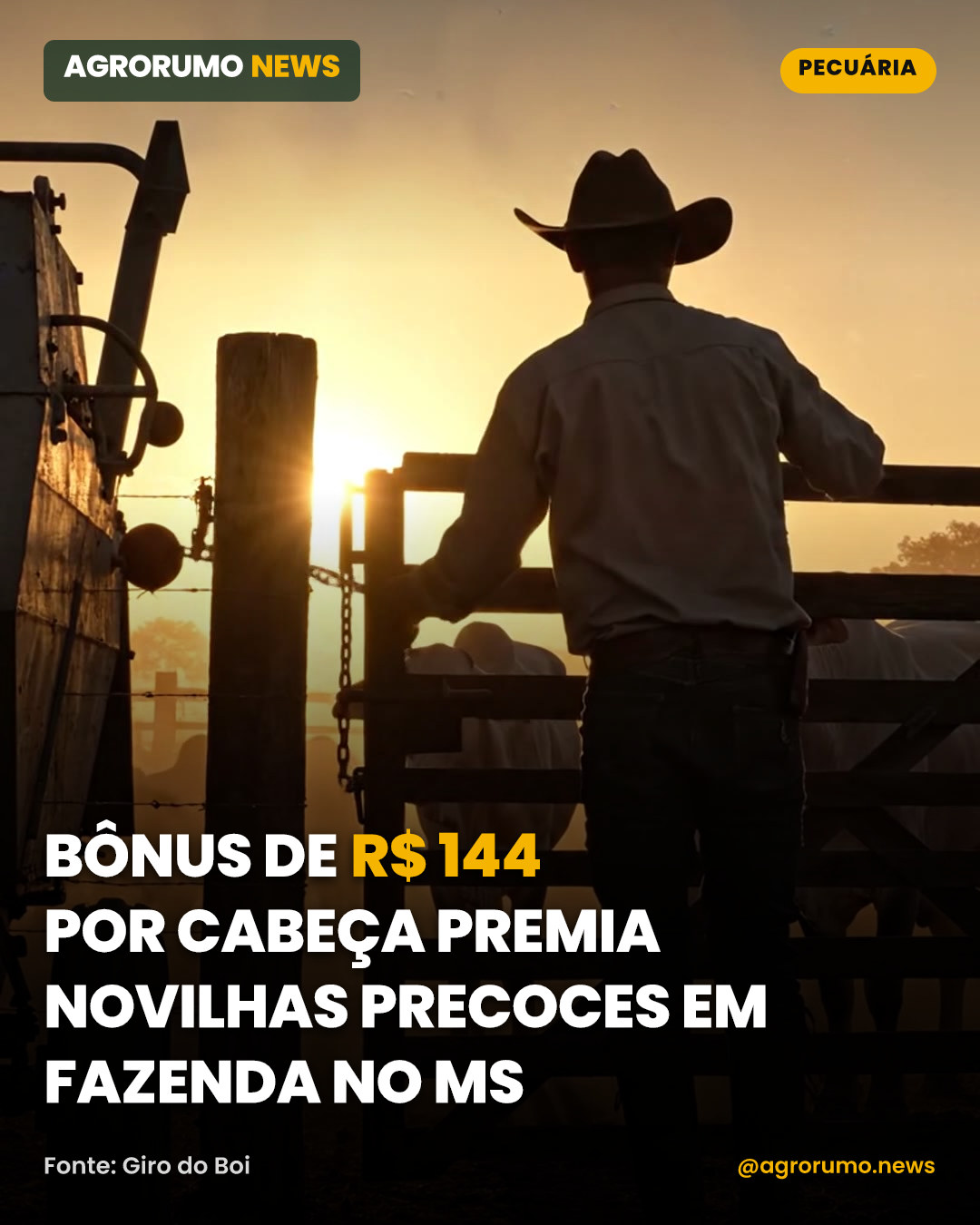 Bônus de R$ 144 por cabeça premia novilhas precoces em fazenda no MS