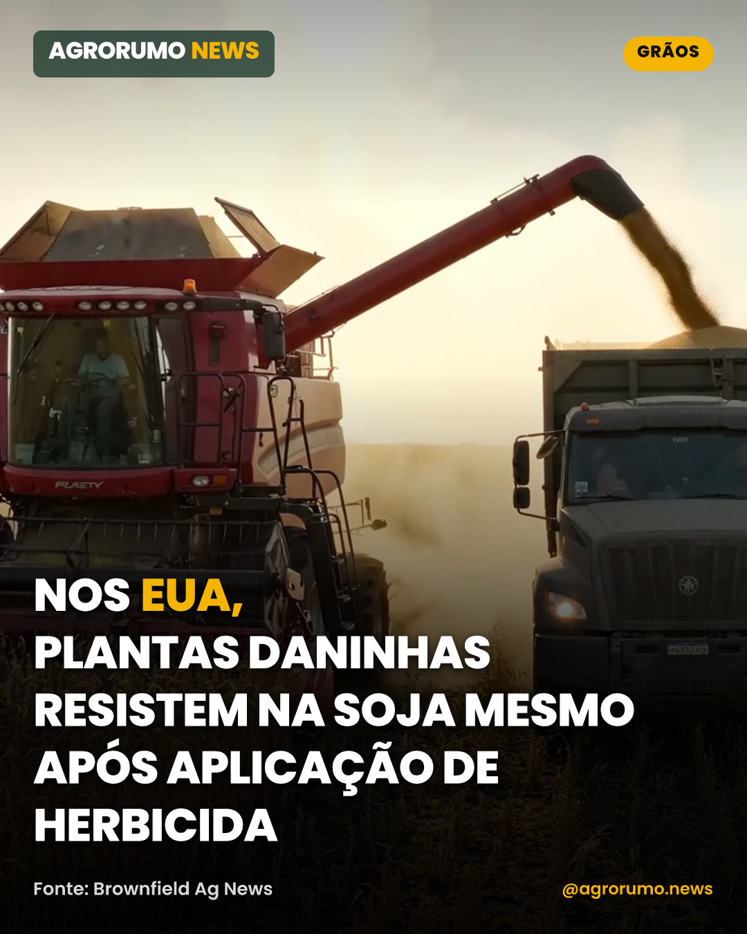 Nos EUA, plantas daninhas resistem na soja mesmo após aplicação de herbicida