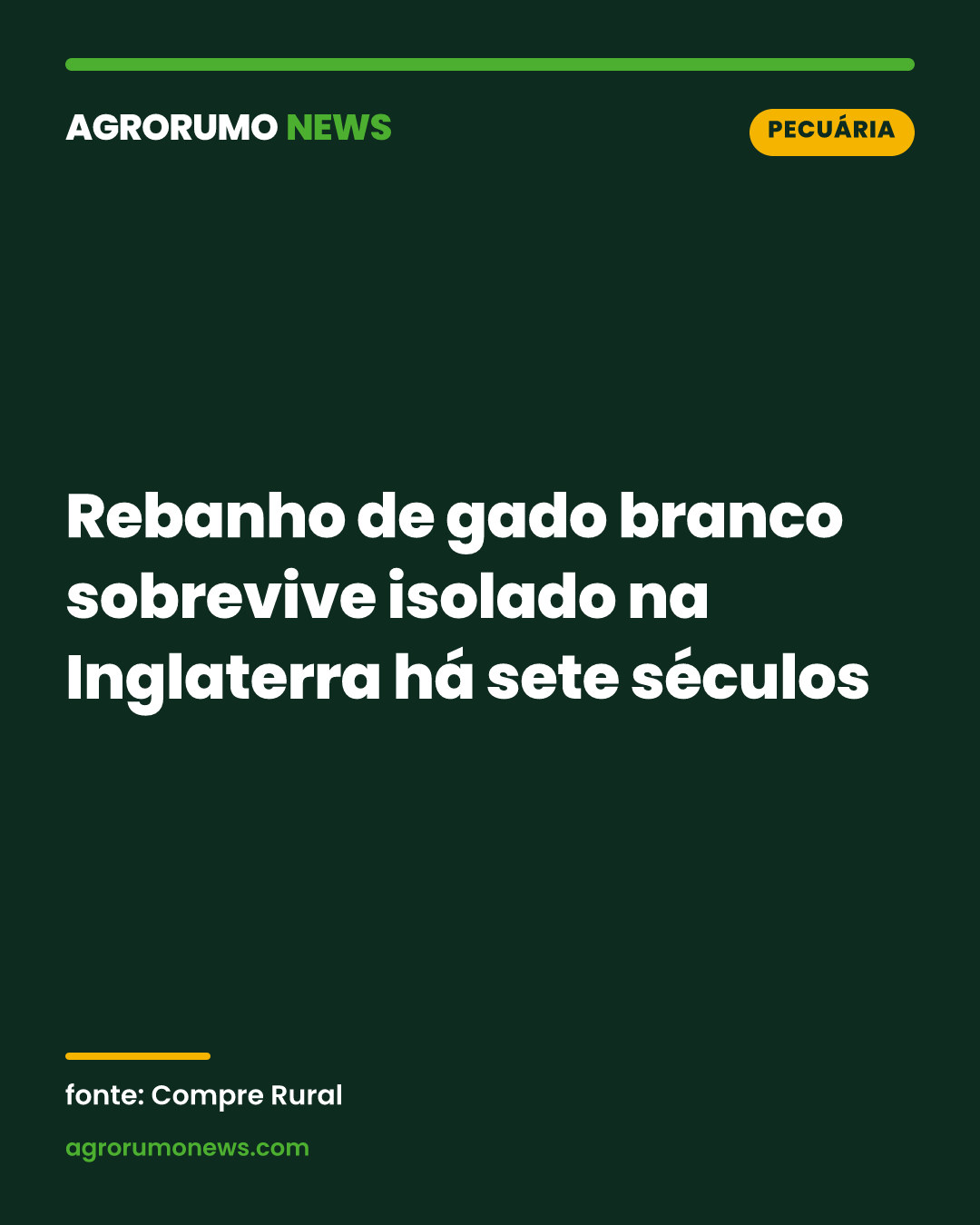 Rebanho de gado branco sobrevive isolado na Inglaterra há sete séculos