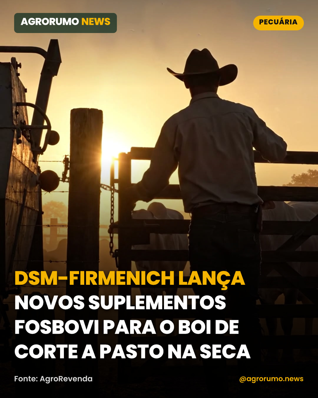 dsm-firmenich lança novos suplementos Fosbovi para o boi de corte a pasto na seca