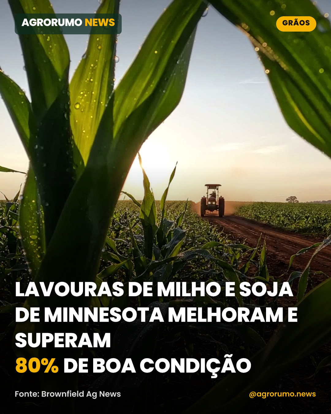Lavouras de milho e soja de Minnesota melhoram e superam 80% de boa condição