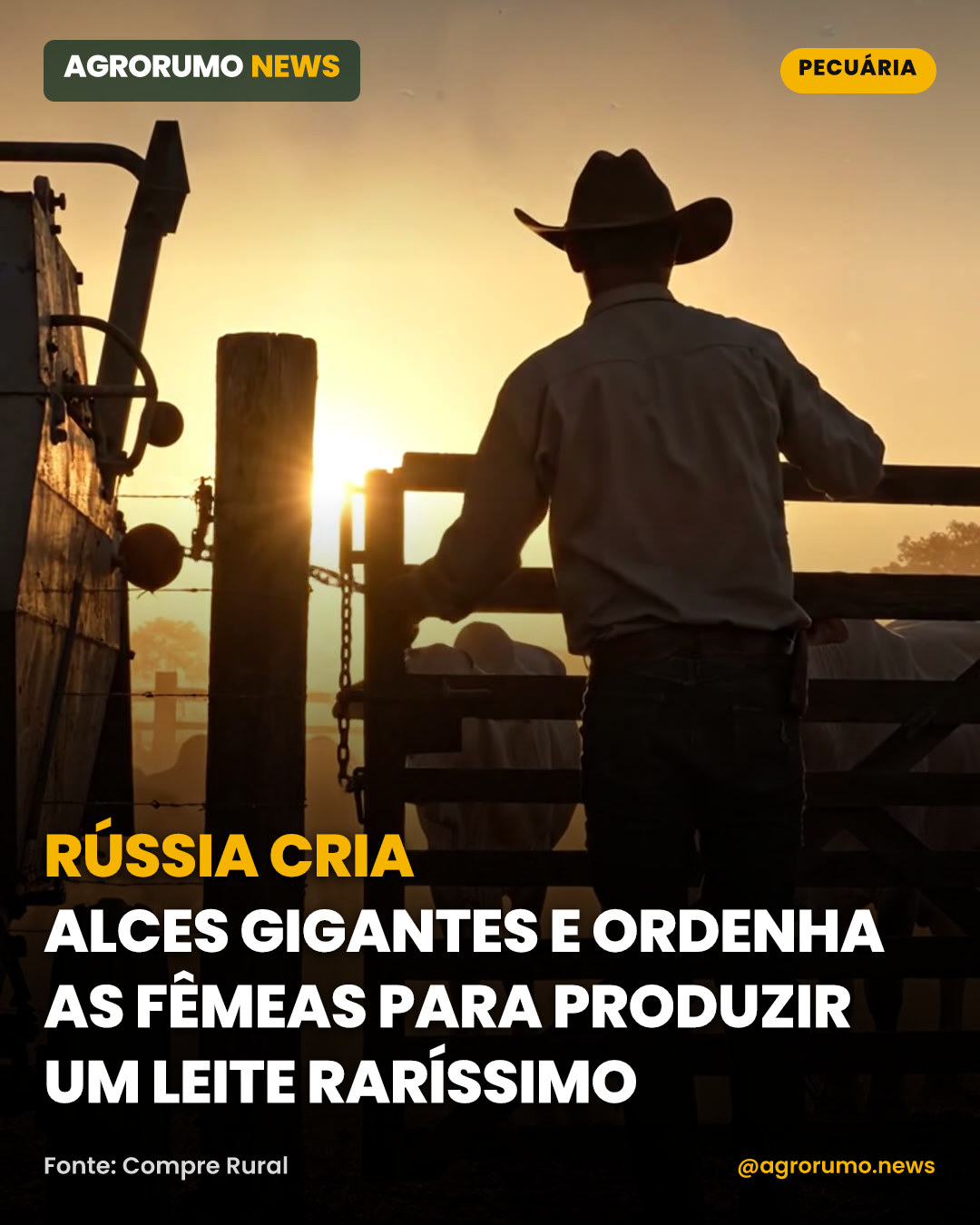 Rússia cria alces gigantes e ordenha as fêmeas para produzir um leite raríssimo