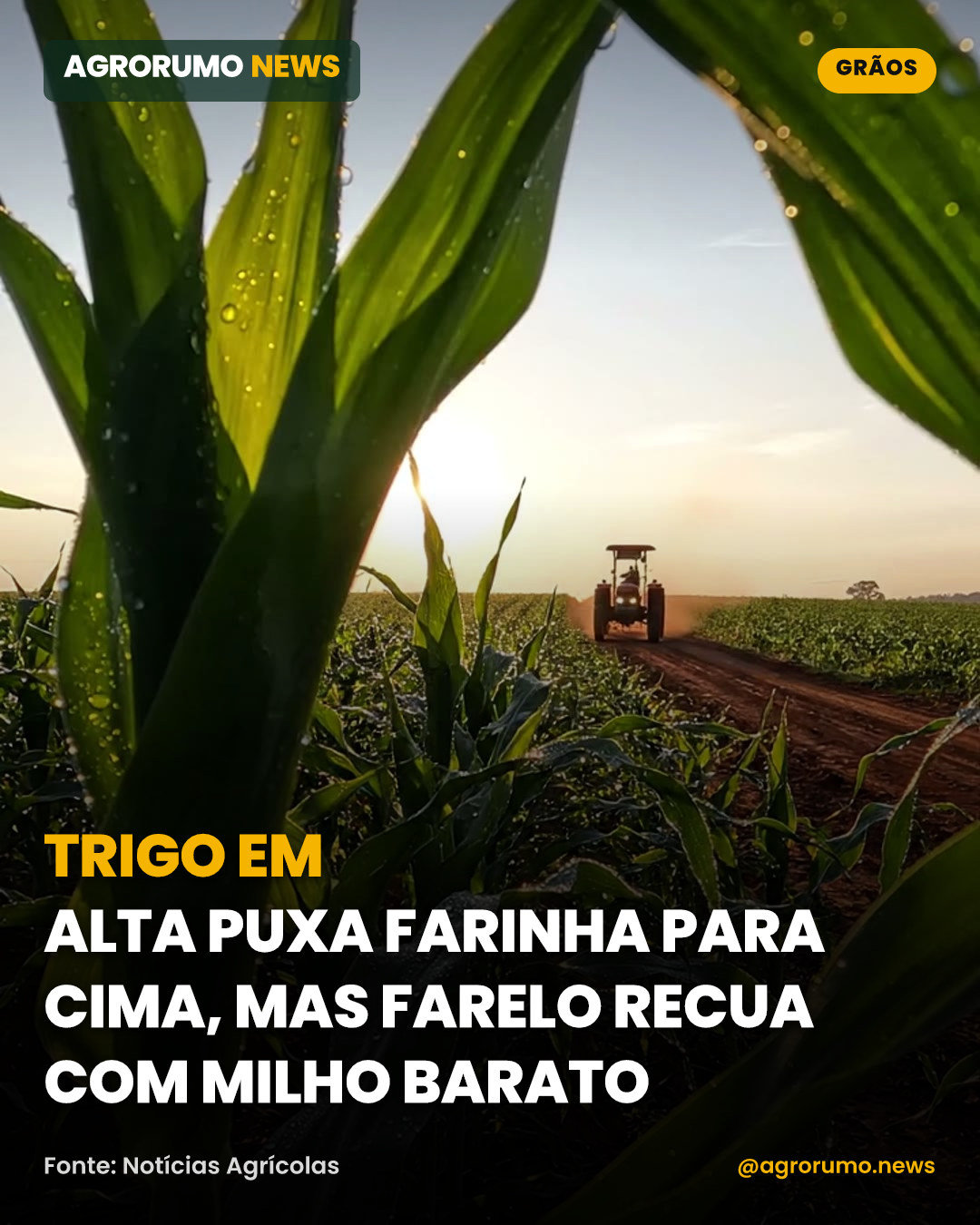 Trigo em alta puxa farinha para cima, mas farelo recua com milho barato