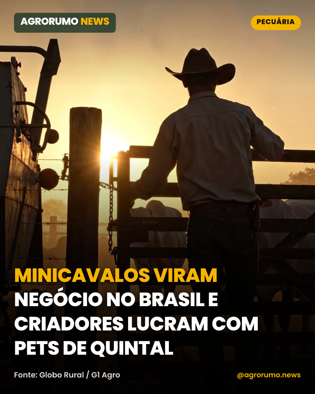 Minicavalos viram negócio no Brasil e criadores lucram com pets de quintal