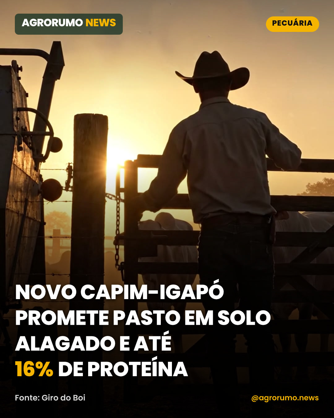 Novo capim-igapó promete pasto em solo alagado e até 16% de proteína