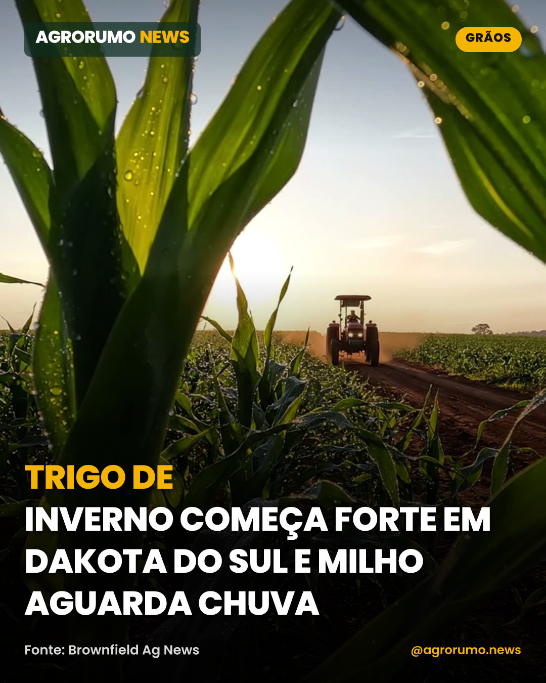 Trigo de inverno começa forte em Dakota do Sul e milho aguarda chuva