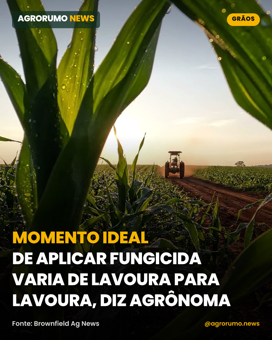 Momento ideal de aplicar fungicida varia de lavoura para lavoura, diz agrônoma