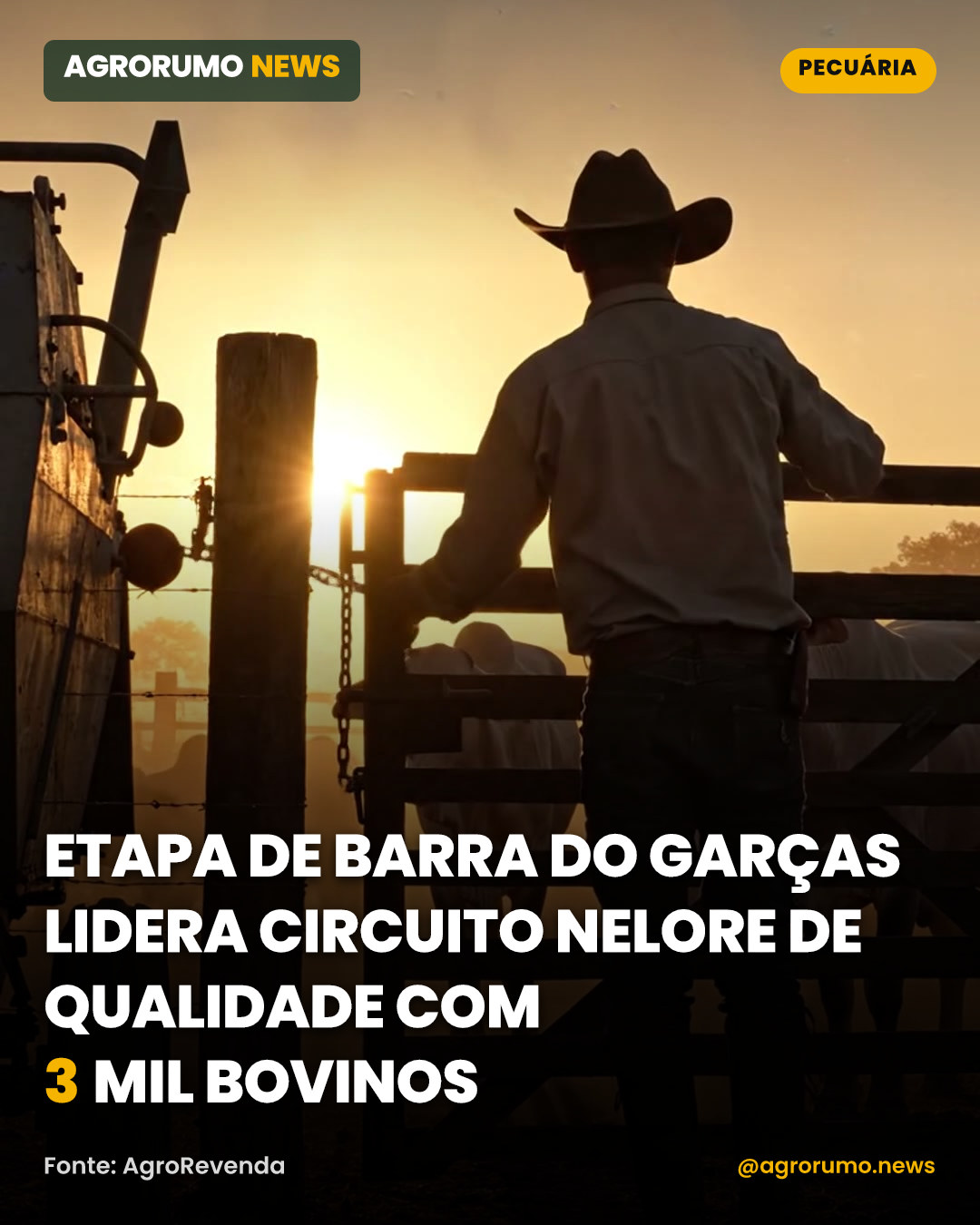 Etapa de Barra do Garças lidera Circuito Nelore de Qualidade com 3 mil bovinos
