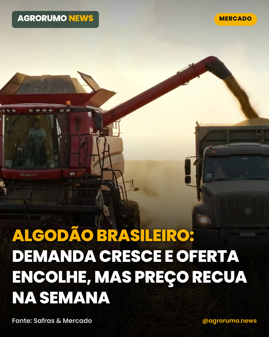 Algodão brasileiro: demanda cresce e oferta encolhe, mas preço recua na semana