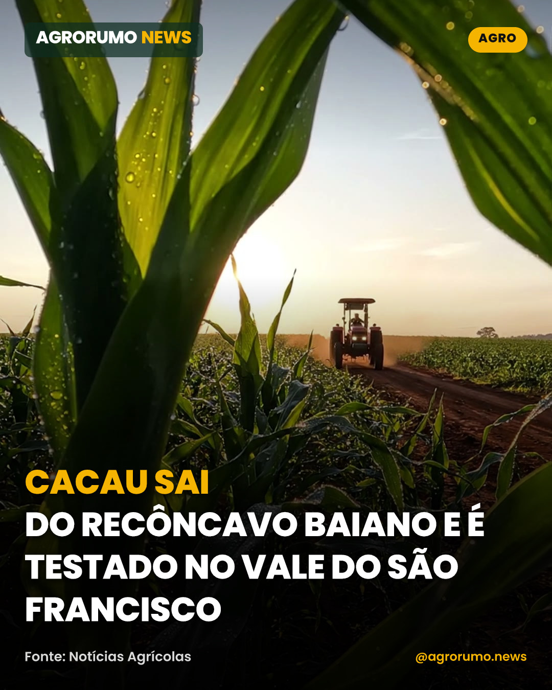Cacau sai do recôncavo baiano e é testado no Vale do São Francisco