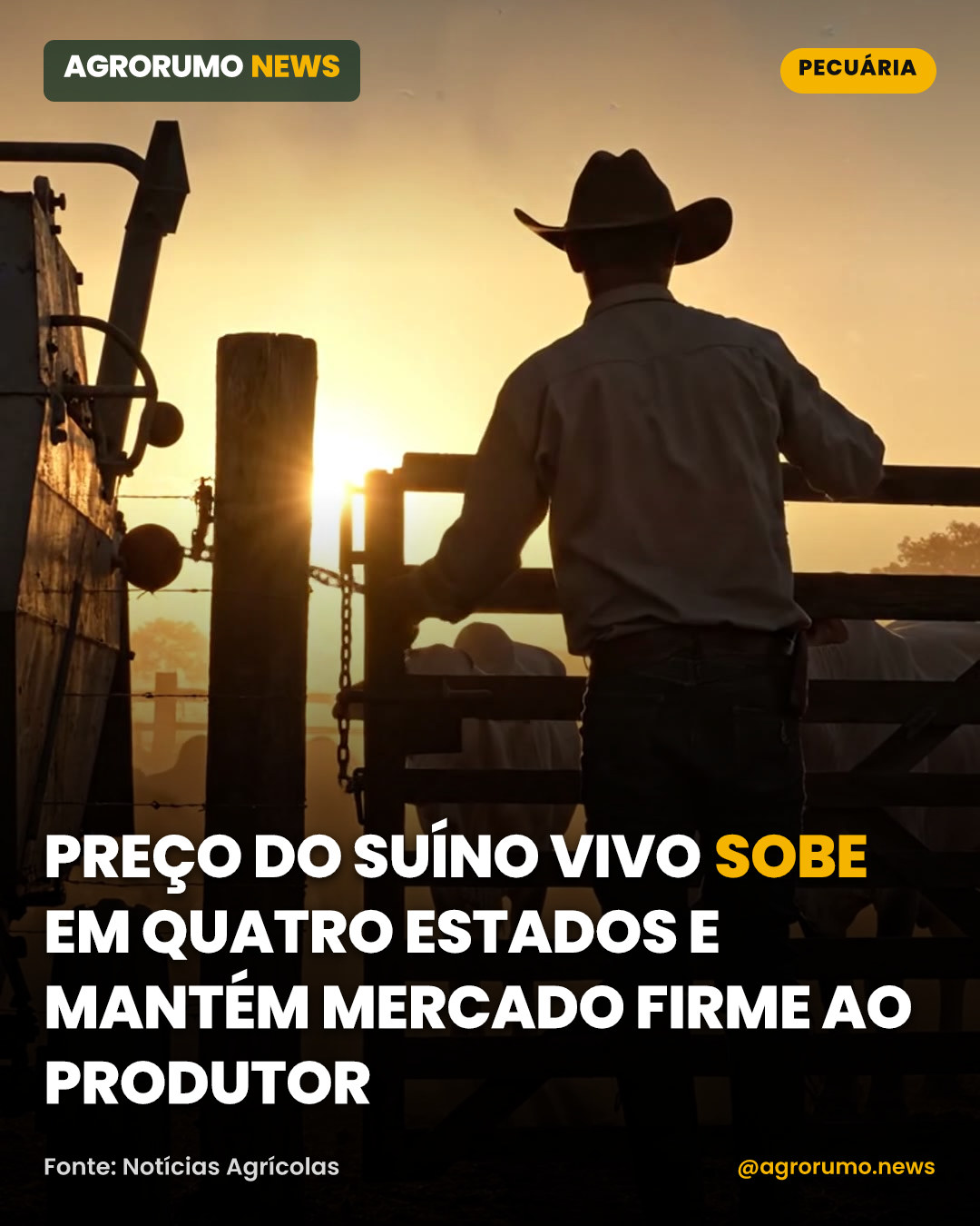 Preço do suíno vivo sobe em quatro estados e mantém mercado firme ao produtor