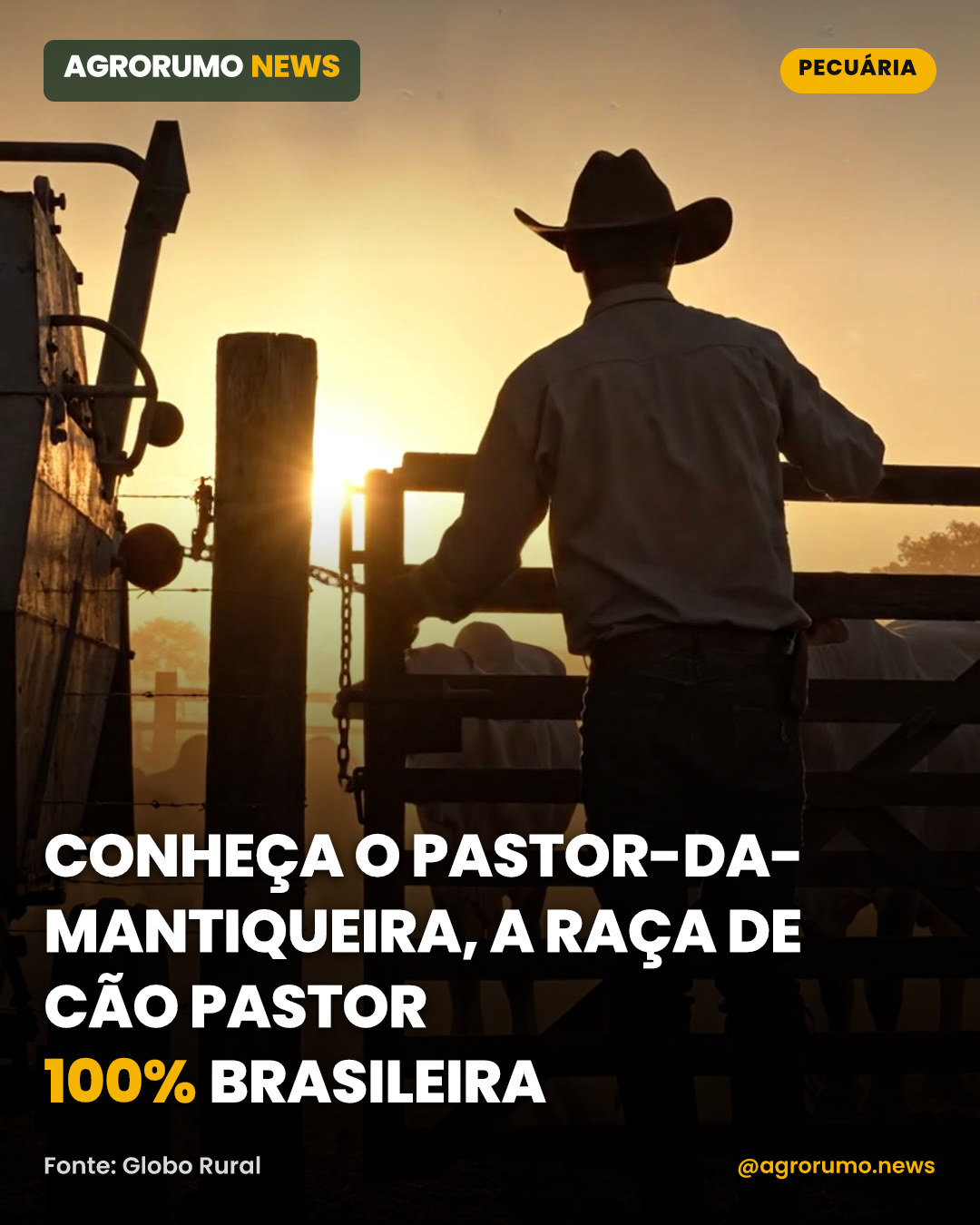 Conheça o pastor-da-Mantiqueira, a raça de cão pastor 100% brasileira