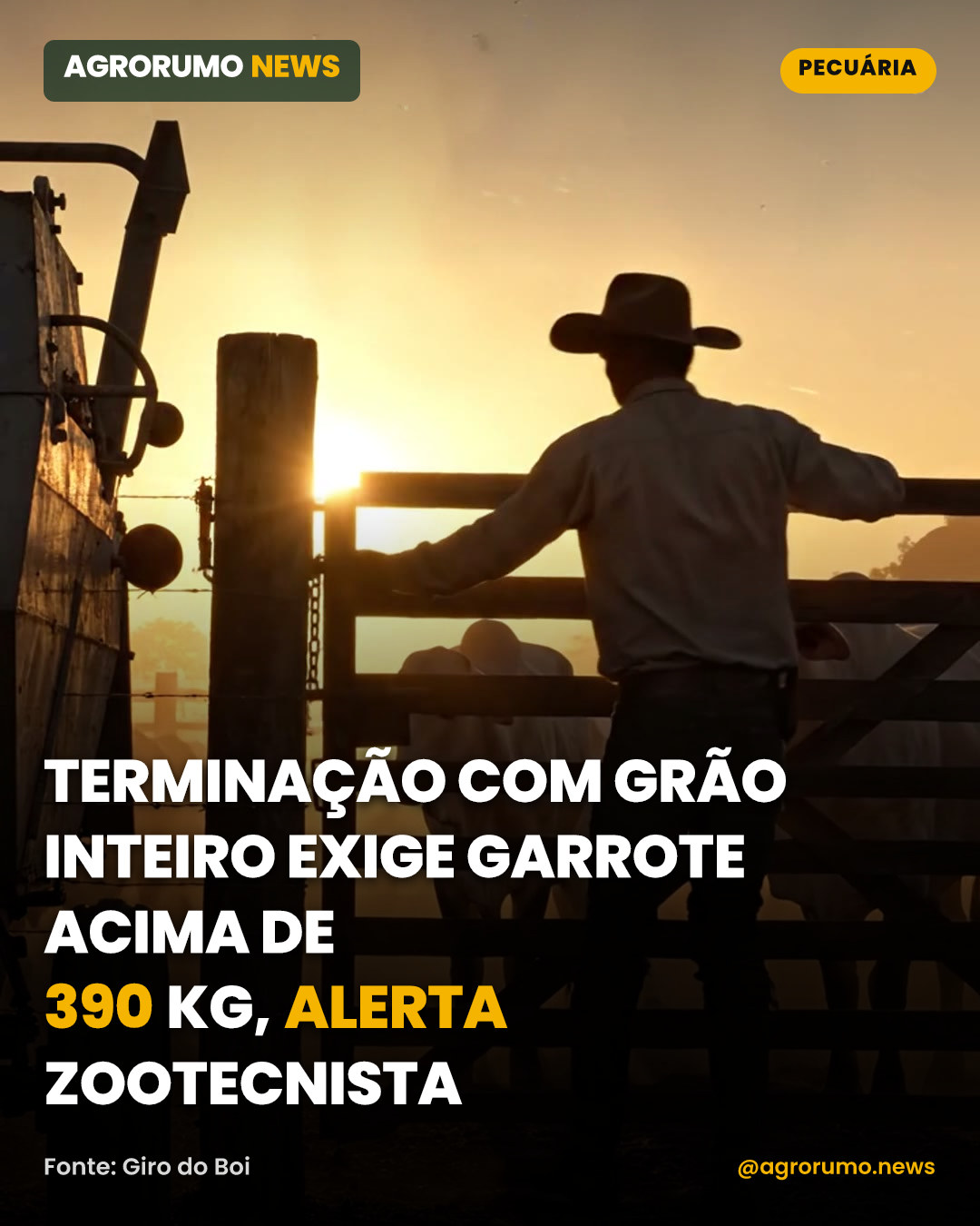 Terminação com grão inteiro exige garrote acima de 390 kg, alerta zootecnista