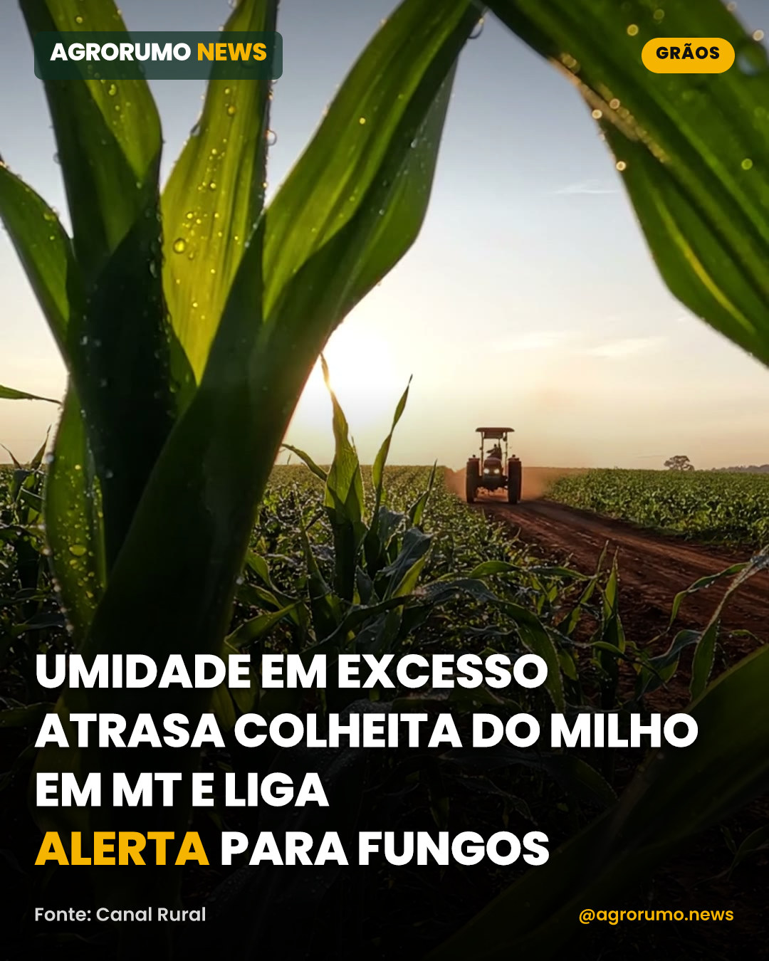 Umidade em excesso atrasa colheita do milho em MT e liga alerta para fungos