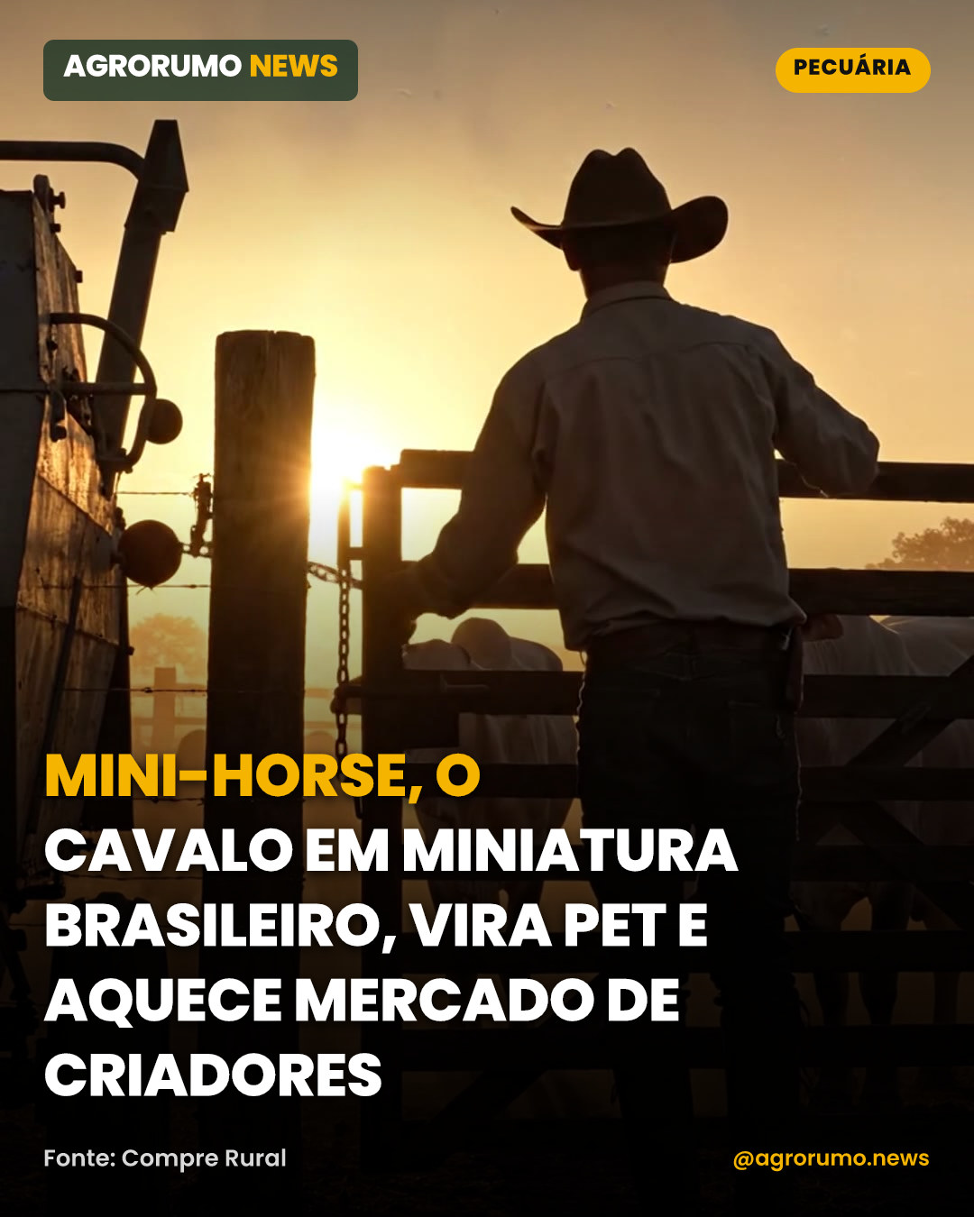 Mini-horse, o cavalo em miniatura brasileiro, vira pet e aquece mercado de criadores