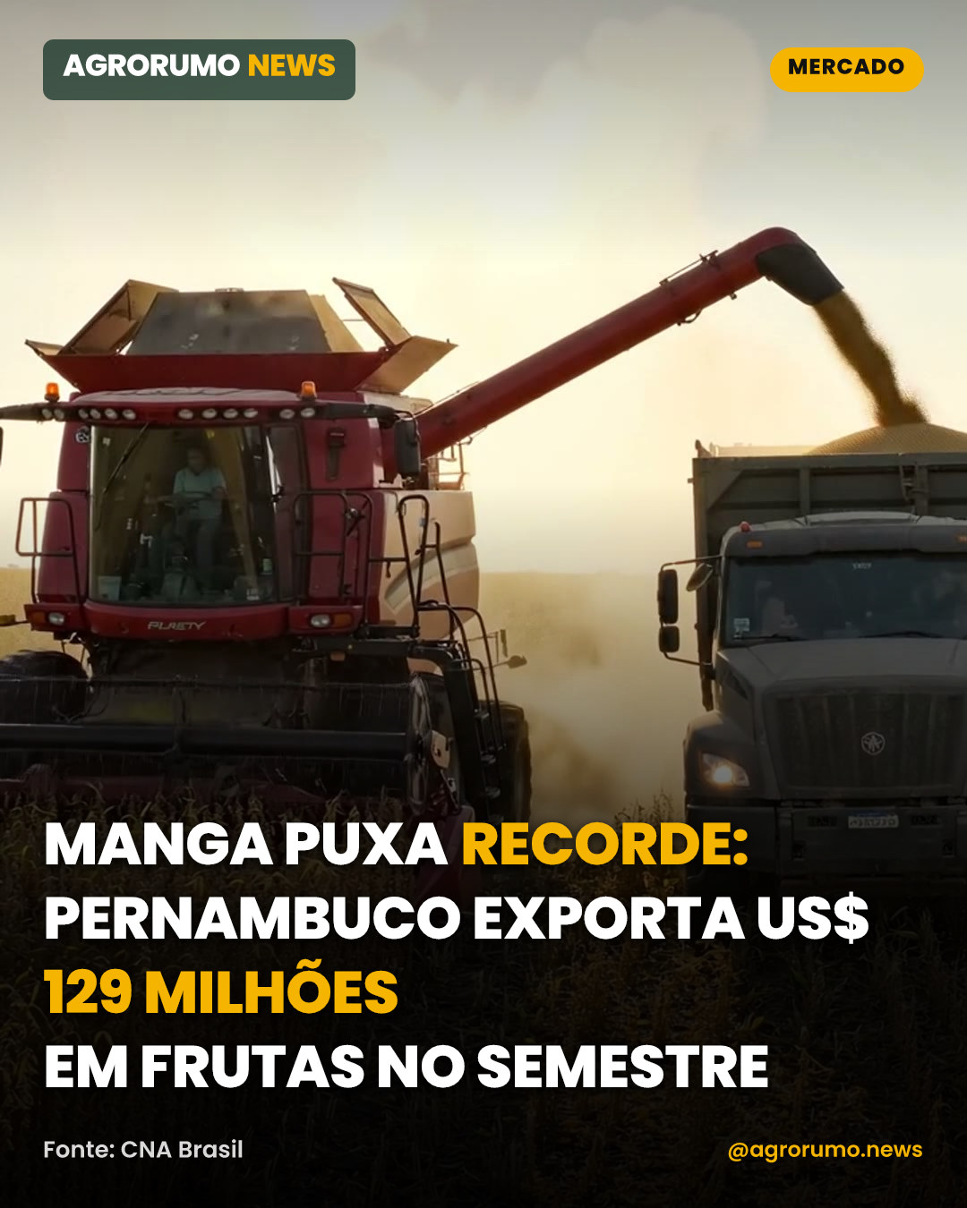 Manga puxa recorde: Pernambuco exporta US$ 129 milhões em frutas no semestre