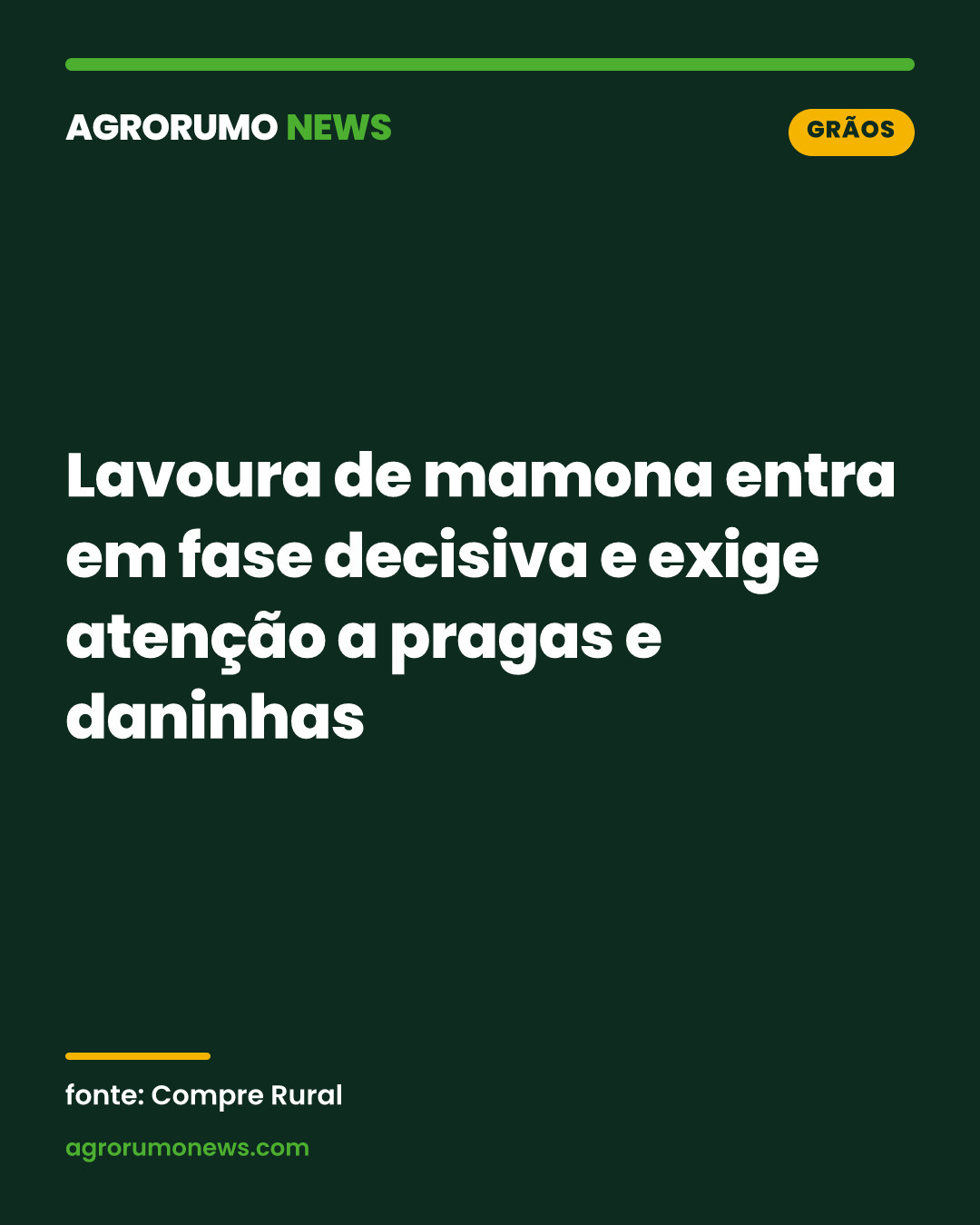 Lavoura de mamona entra em fase decisiva e exige atenção a pragas e daninhas