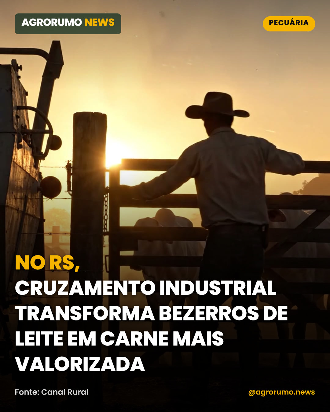 No RS, cruzamento industrial transforma bezerros de leite em carne mais valorizada