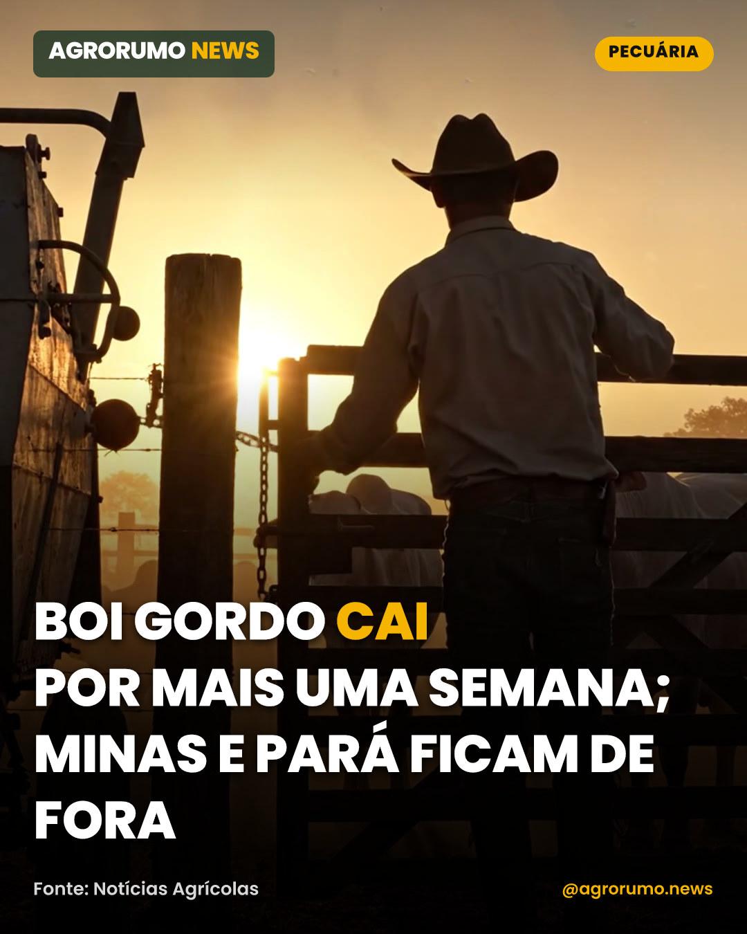Boi gordo cai por mais uma semana; Minas e Pará ficam de fora