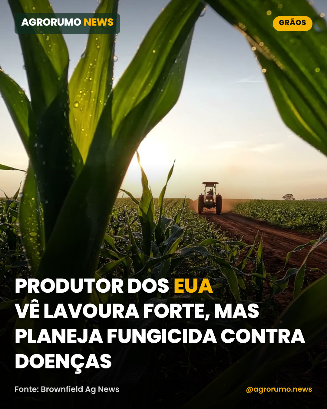 Produtor dos EUA vê lavoura forte, mas planeja fungicida contra doenças